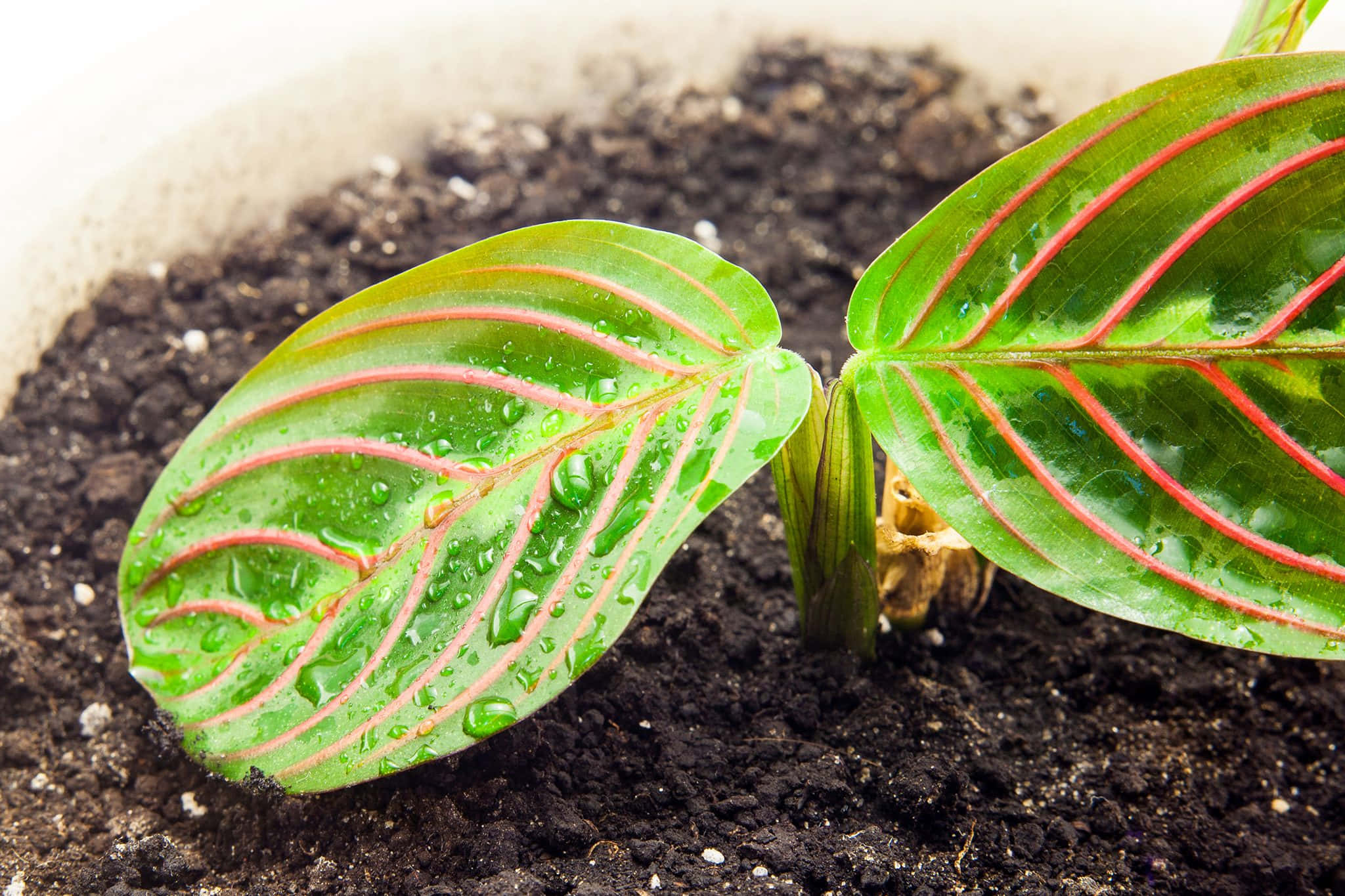 Green Plant, maranta leaves, pink veins, Full HD Desktop Wallpaper