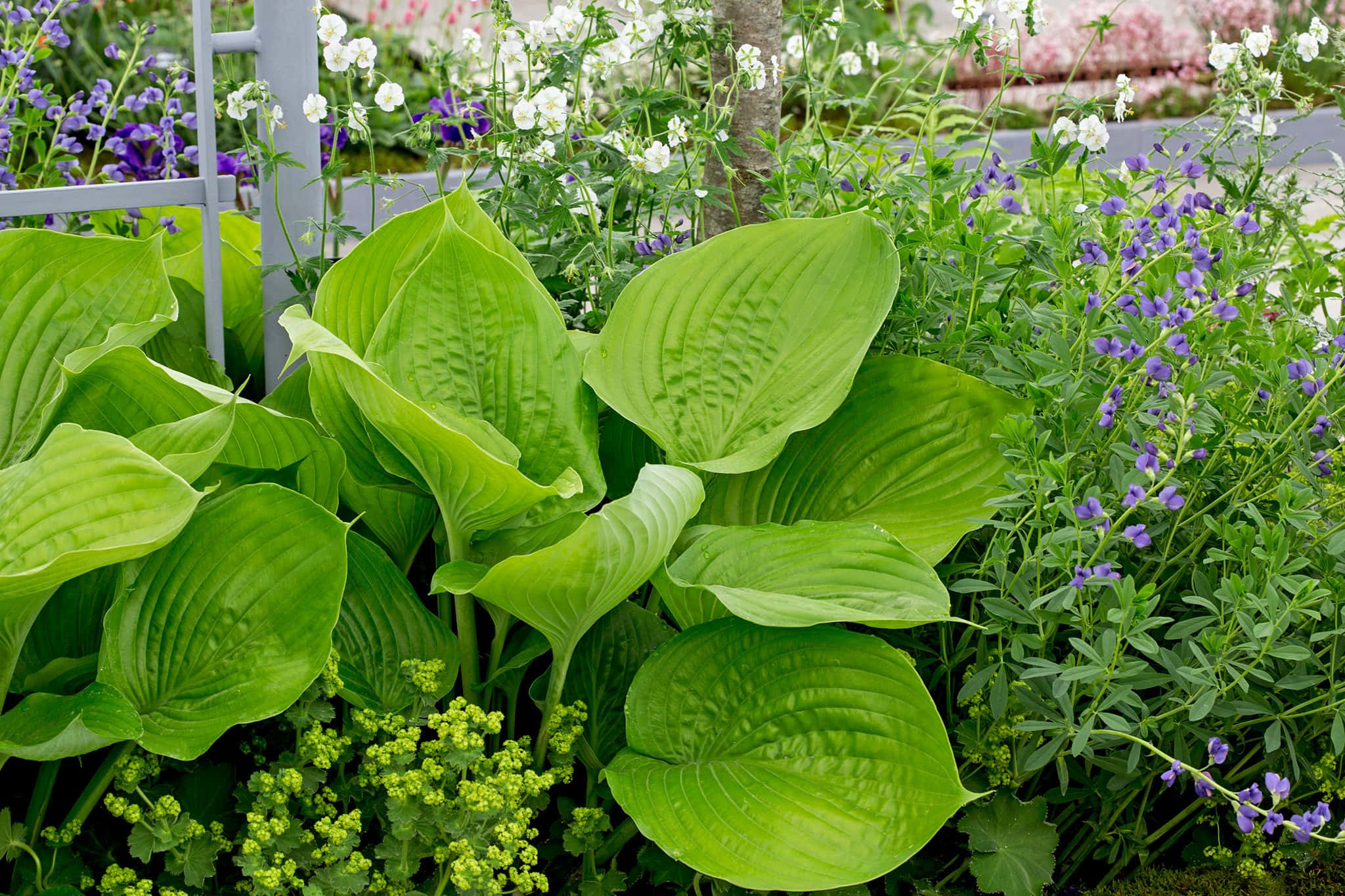 hosta, vibrant green, lush garden bed, Full HD Desktop Wallpaper