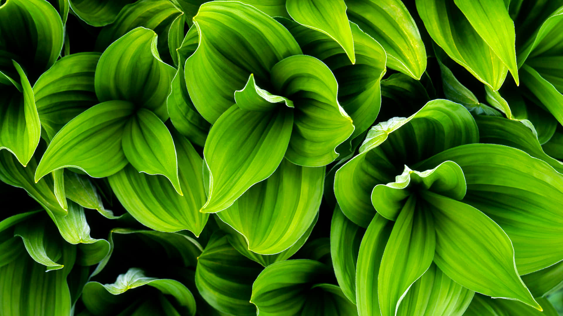 Vibrant Green Plant, curved edges, glossy texture, Full HD Desktop Wallpaper