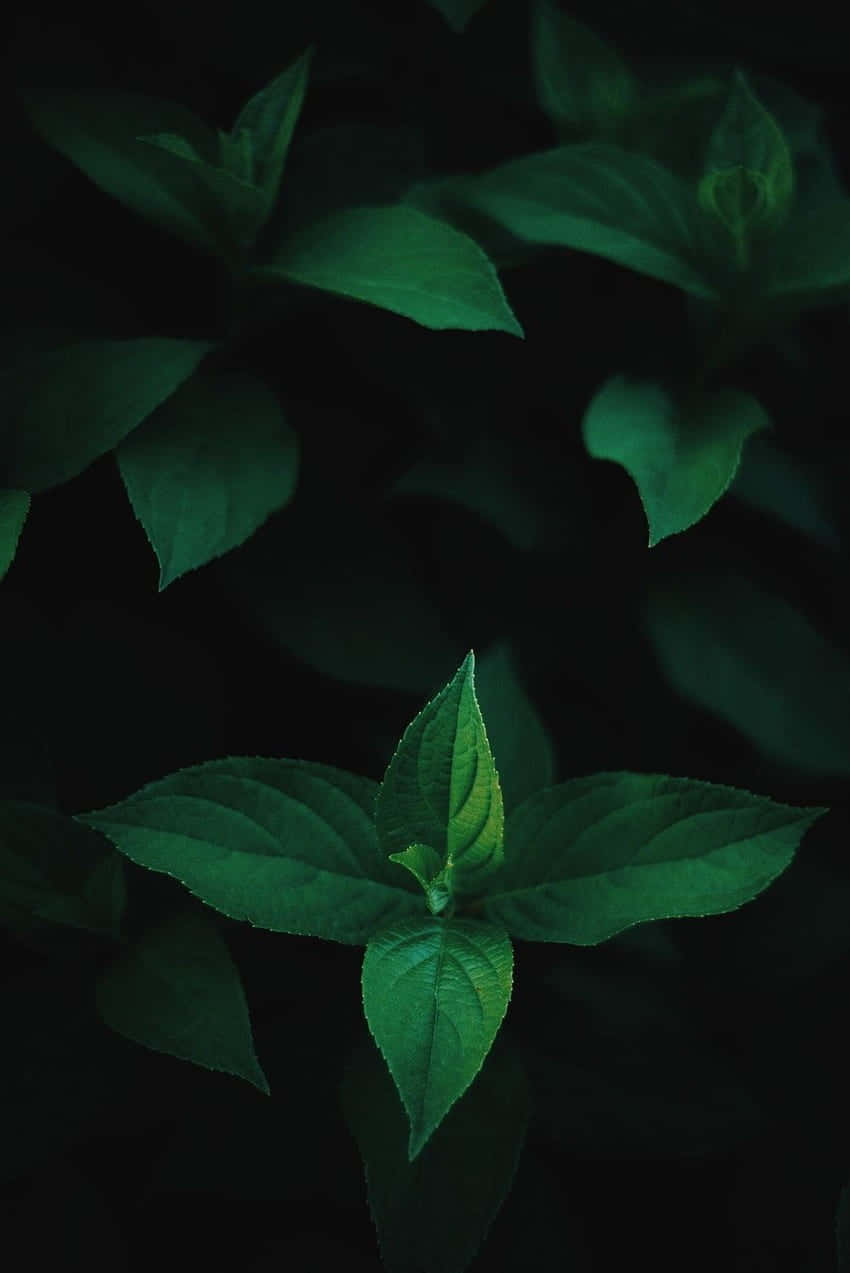 emerald green, leaves, botanical close-up, SD Phone Wallpaper