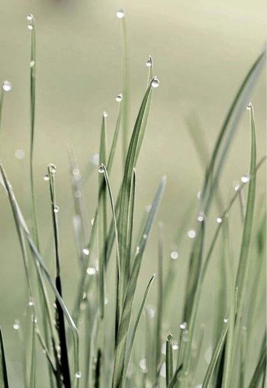 dewy grass blades, green march aesthetic, slender green grass blades, HD Phone Wallpaper