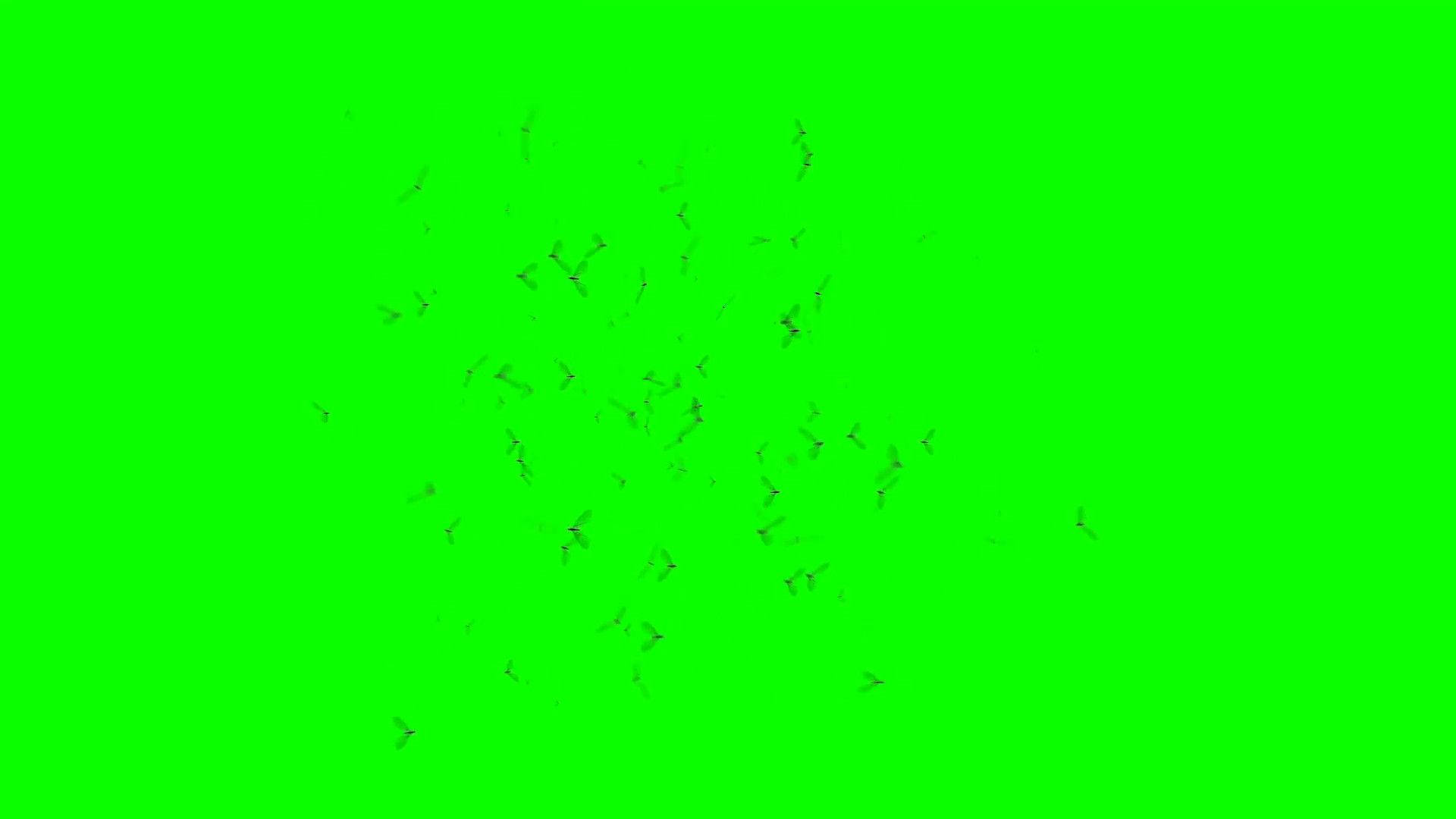 green screen, silhouettes, birds, Full HD Desktop Wallpaper