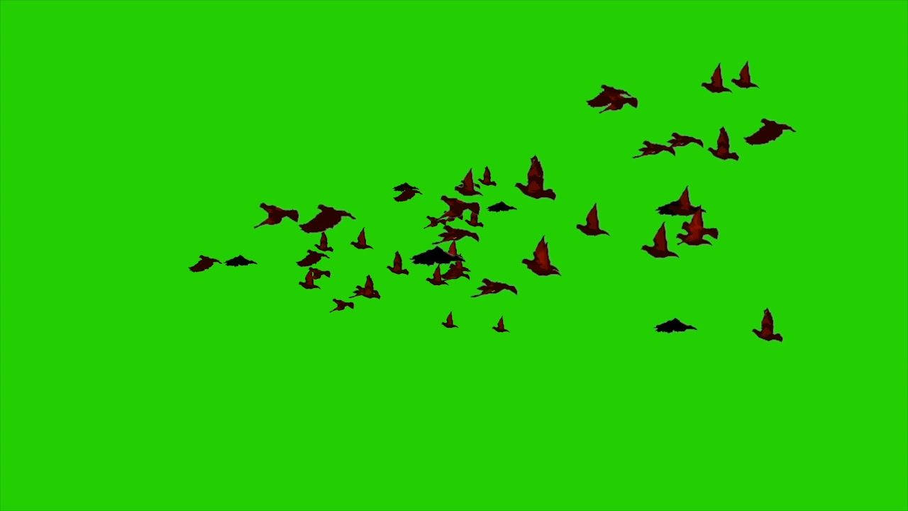 bird flock, solid green screen background, dark birds, HD Desktop Wallpaper