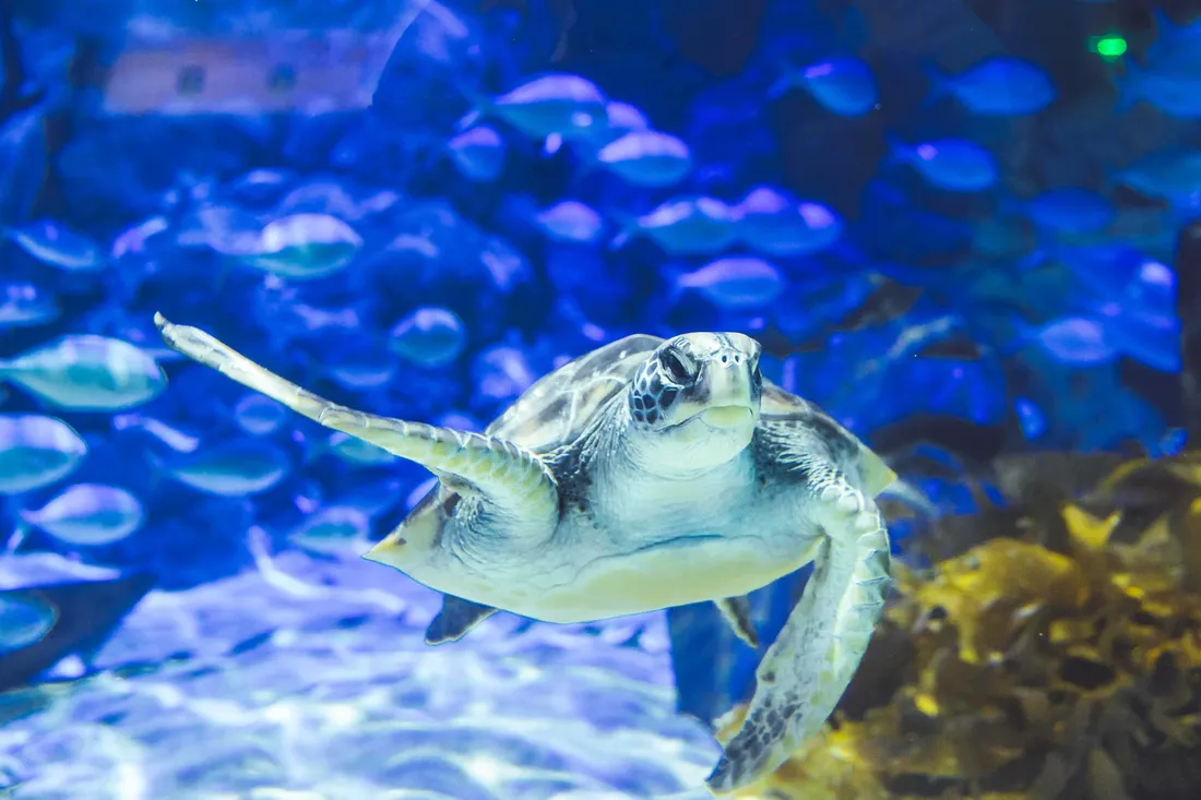 Green Sea Turtle