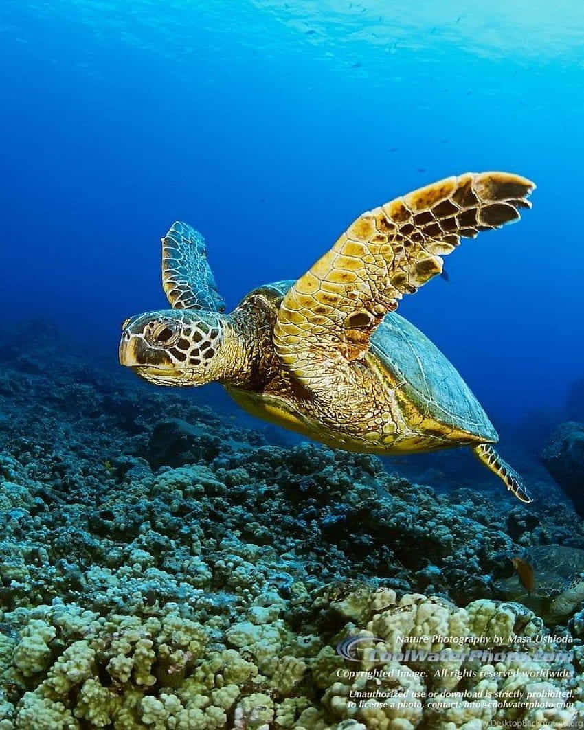 Green Sea Turtle, vibrant coral reefs, clear blue ocean waters, SD Phone Wallpaper