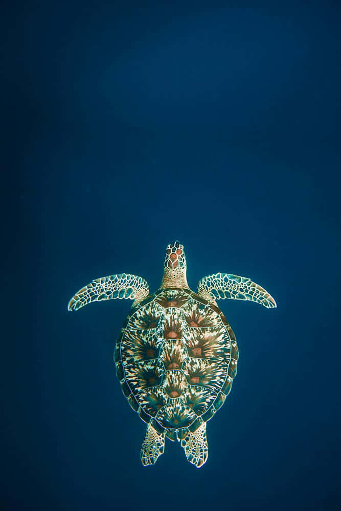 green turtle, sea turtle, ocean, SD Phone Wallpaper