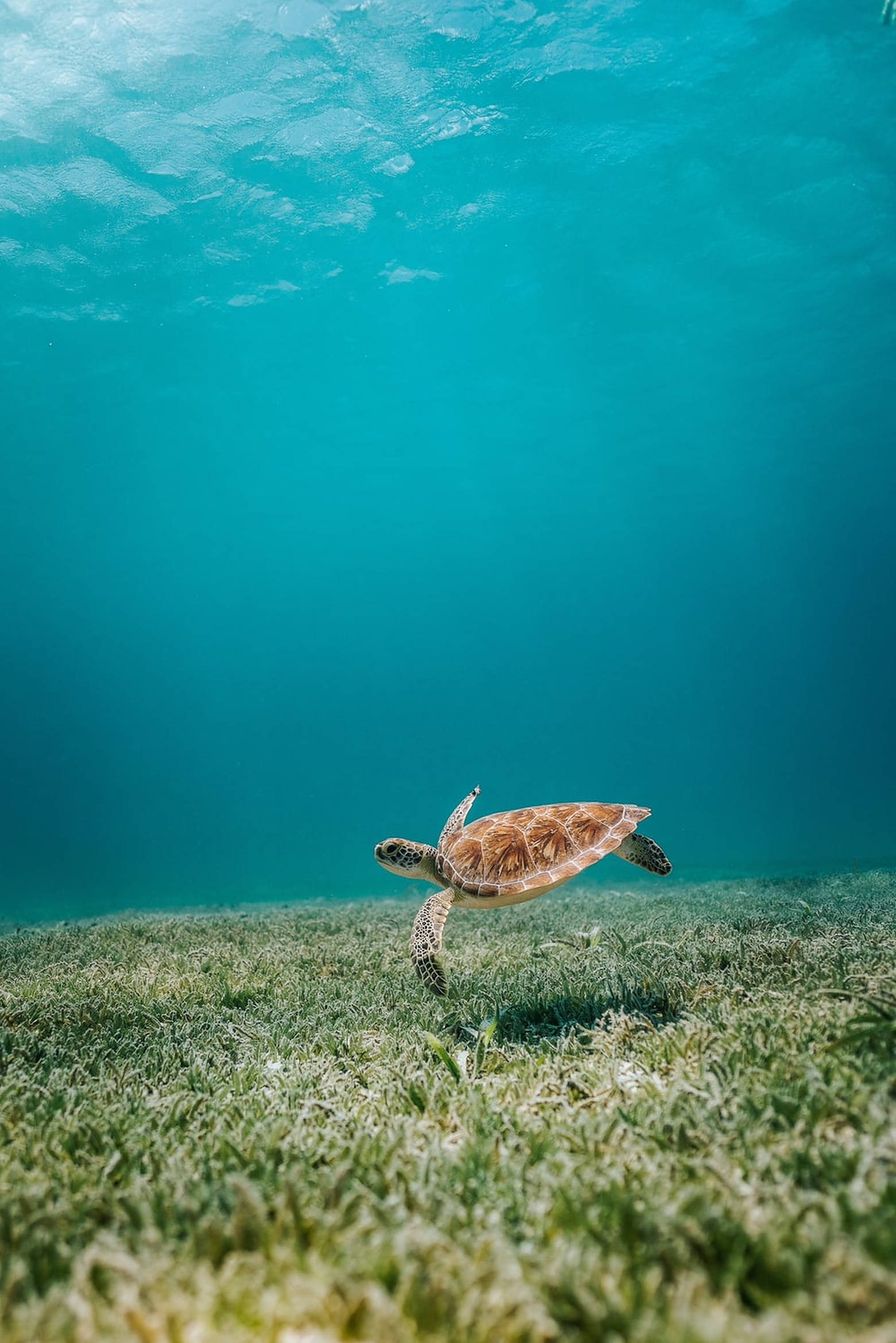 sea turtle, vibrant green seagrass bed, crystal clear turquoise water, Full HD Phone Wallpaper