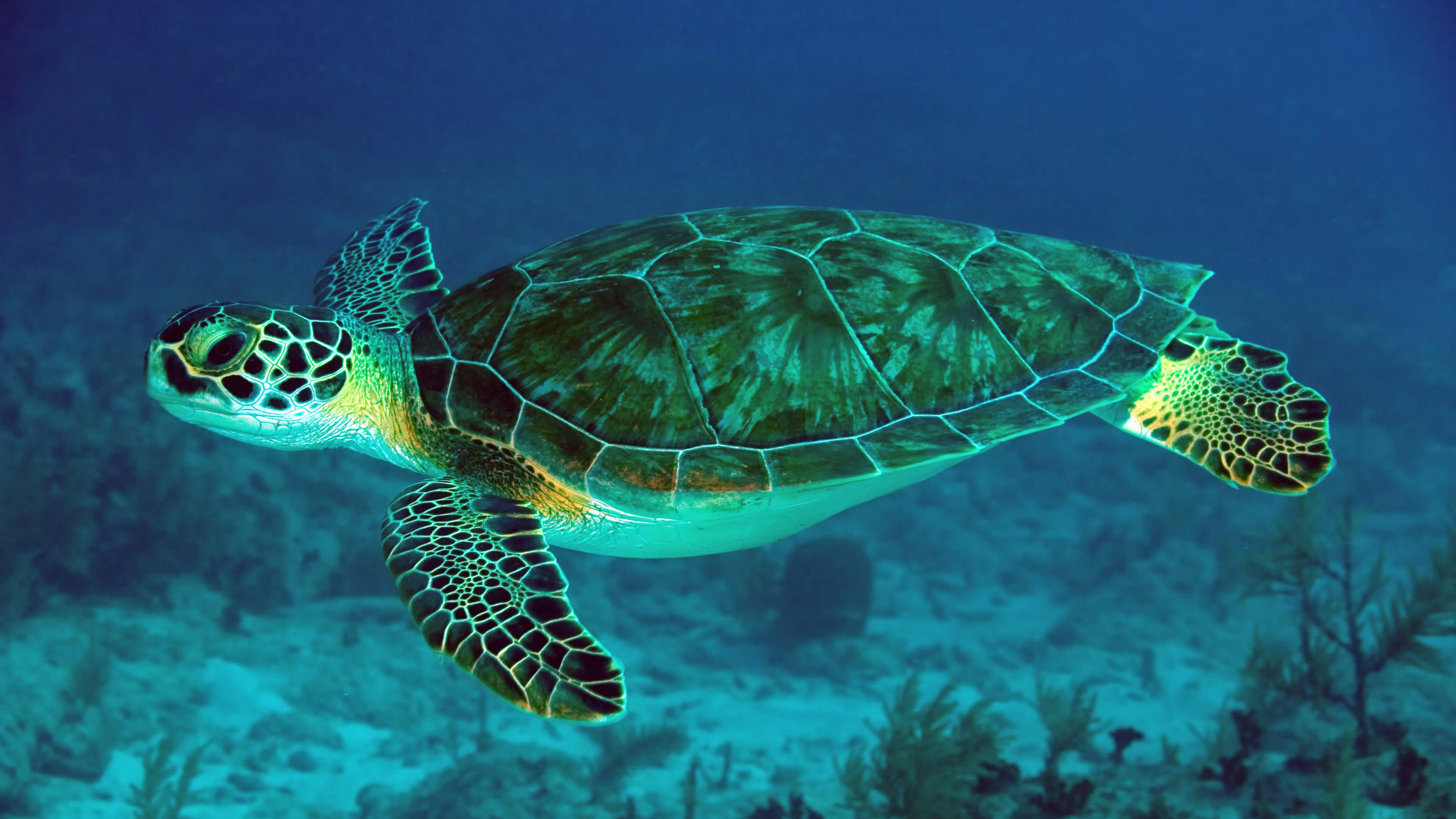 Green Sea Turtle, clear blue ocean water, sandy seabed, 4K Desktop Wallpaper