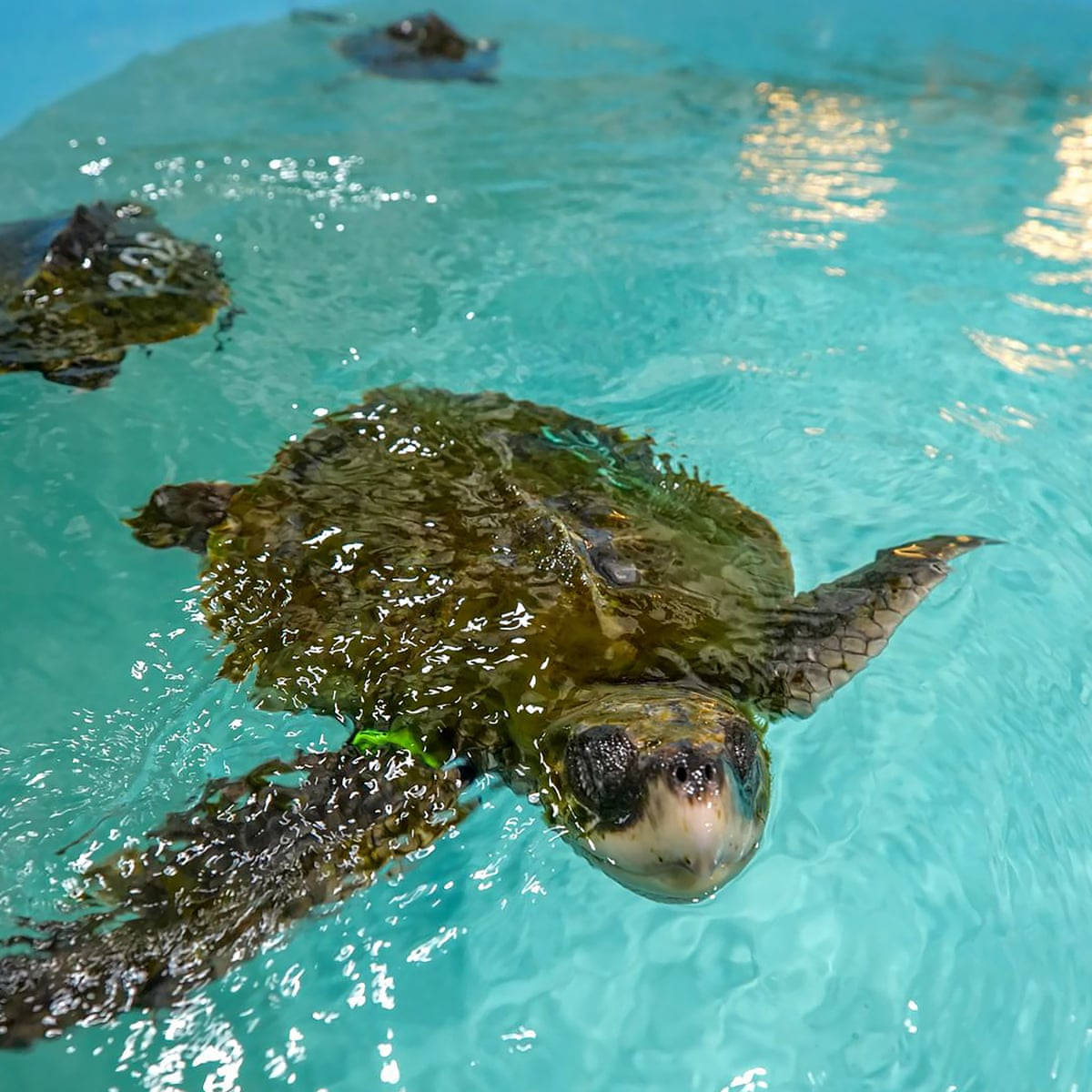 Green Sea Water Turtle, turquoise water, ripples, SD Desktop Wallpaper