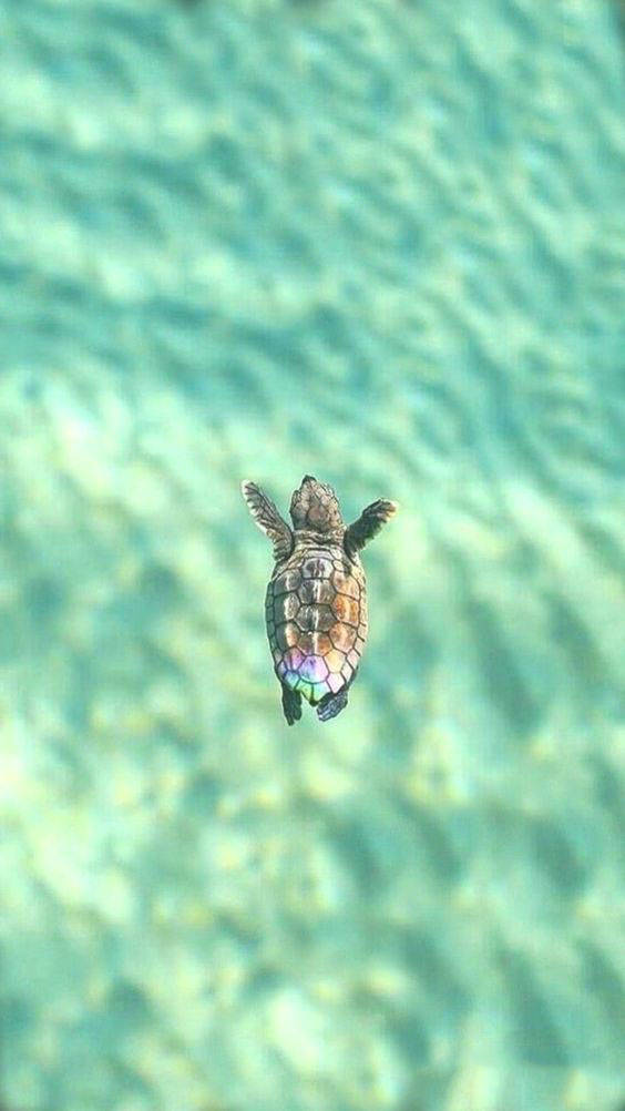 sea turtle, clear turquoise water, sunlight filtering through the surface, SD Phone Wallpaper