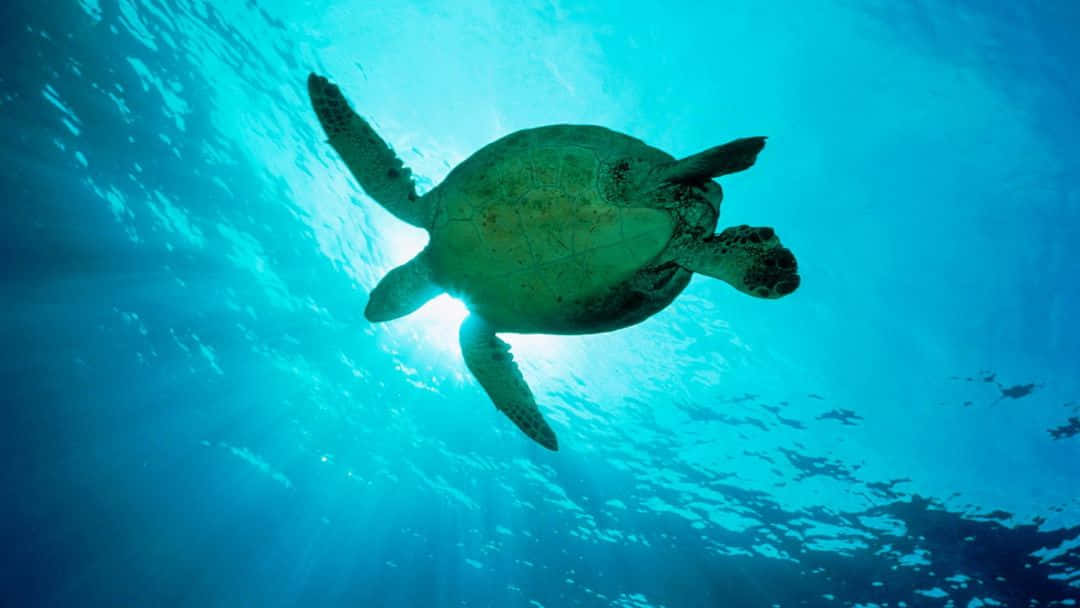 green turtle, turquoise waters, sunlight filters down, SD Desktop Wallpaper
