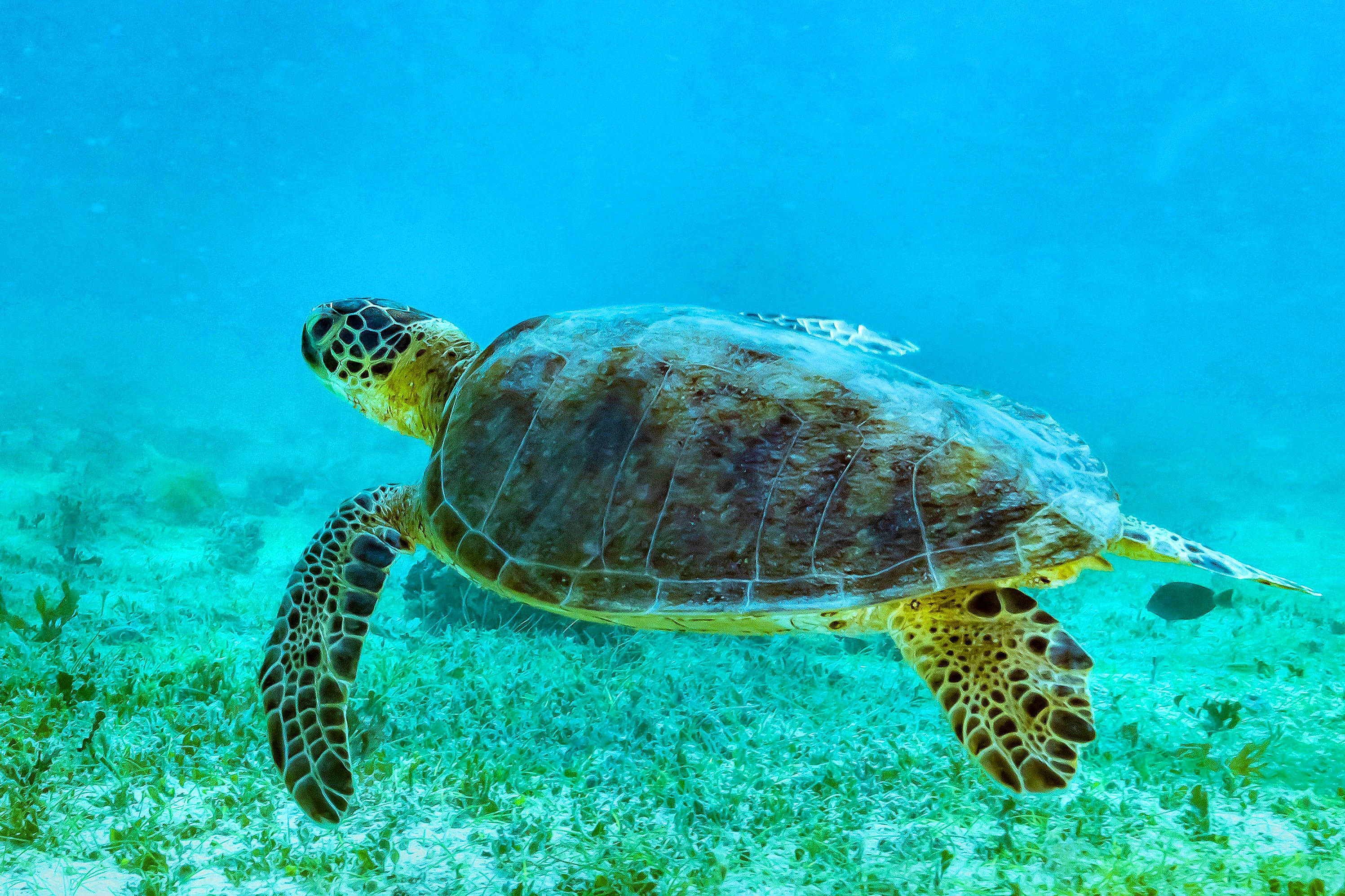 Green Sea Turtle, sunlit seafloor, green sea grass, 2K Desktop Wallpaper