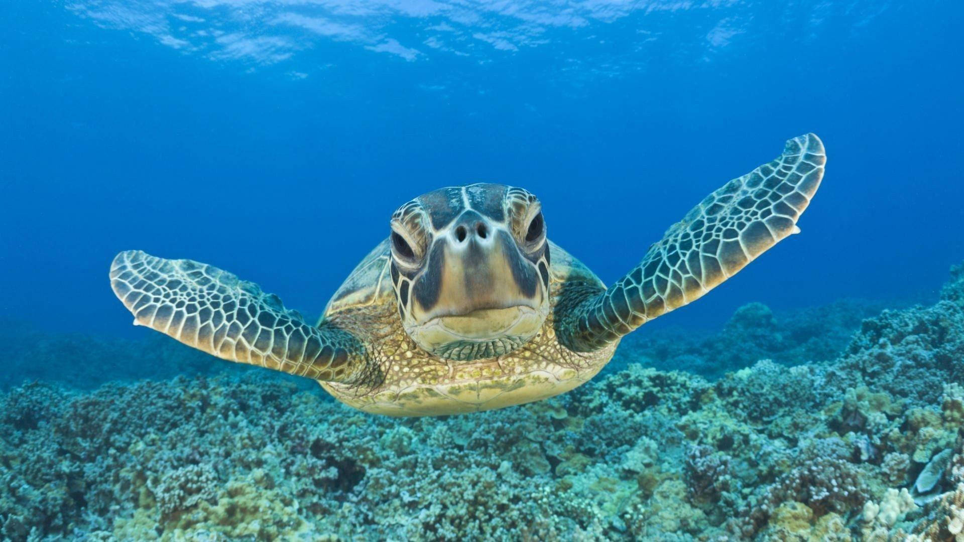 green sea turtle, vibrant coral reef, clear blue ocean water, Full HD Desktop Wallpaper
