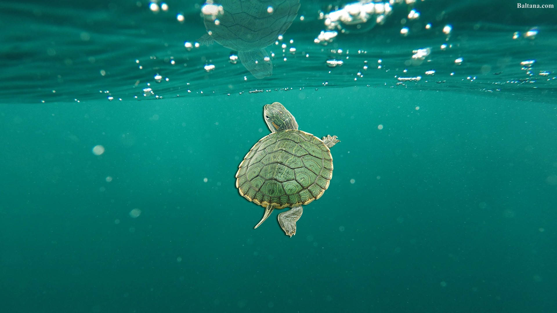 green ocean, turquoise water, turtle, Full HD Desktop Wallpaper