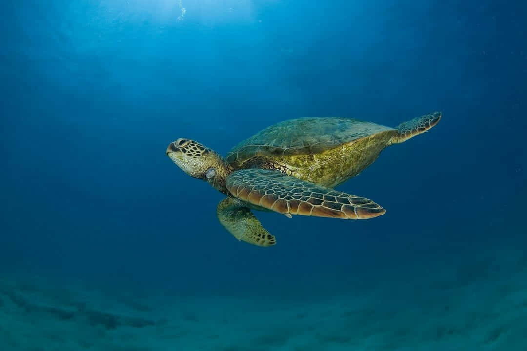green sea turtle, ocean, clear blue ocean water, SD Desktop Wallpaper