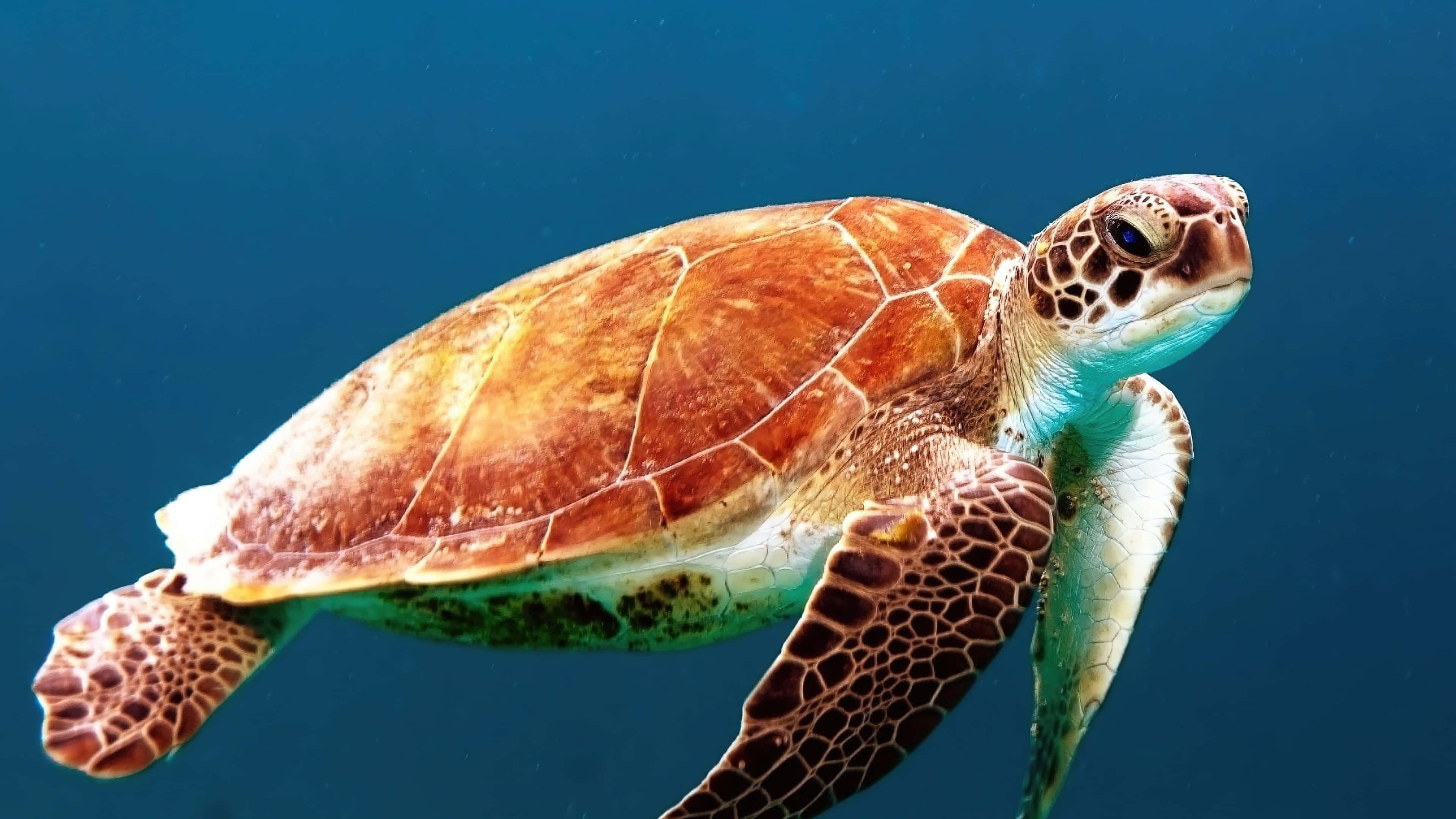 Green Sea Turtle, clear blue ocean water, flippers extended, 4K Desktop Wallpaper