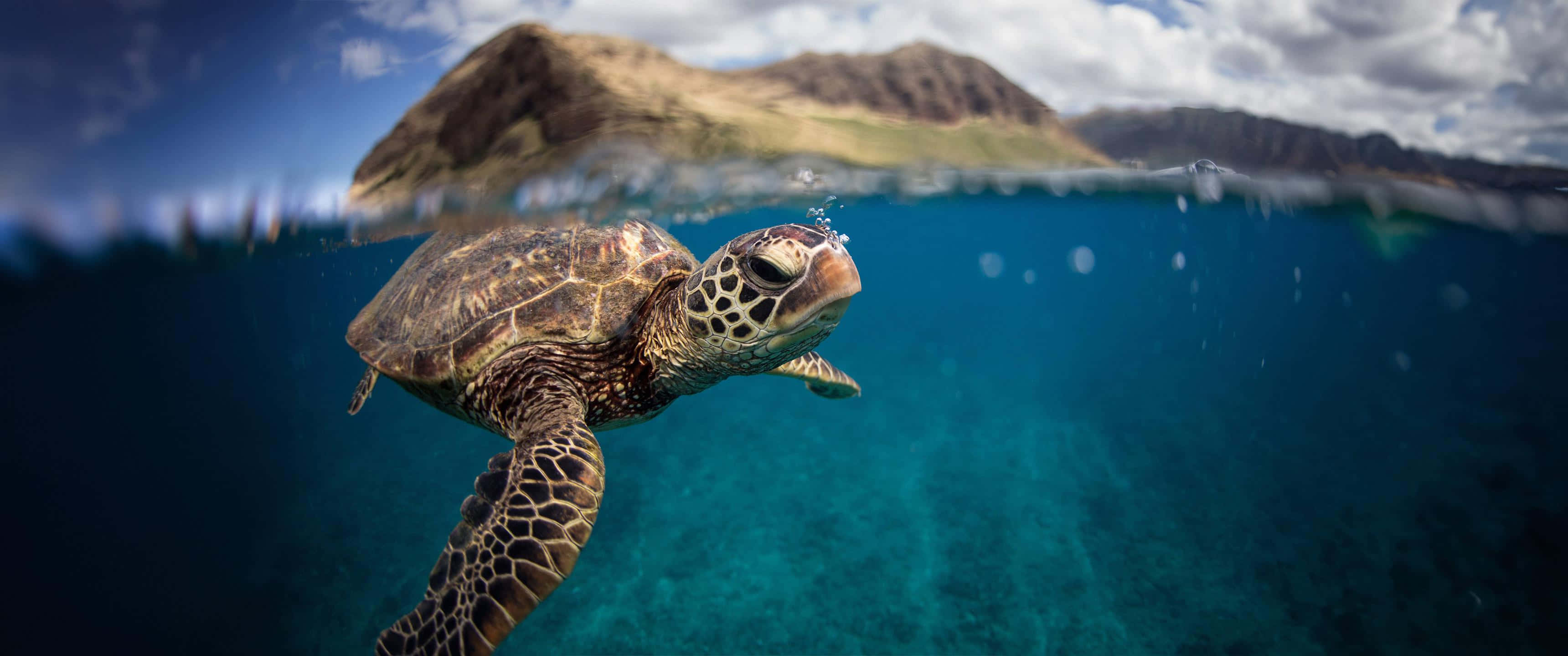 Green Sea Turtle, underwater adventure, mountainous island, 2K Desktop Wallpaper