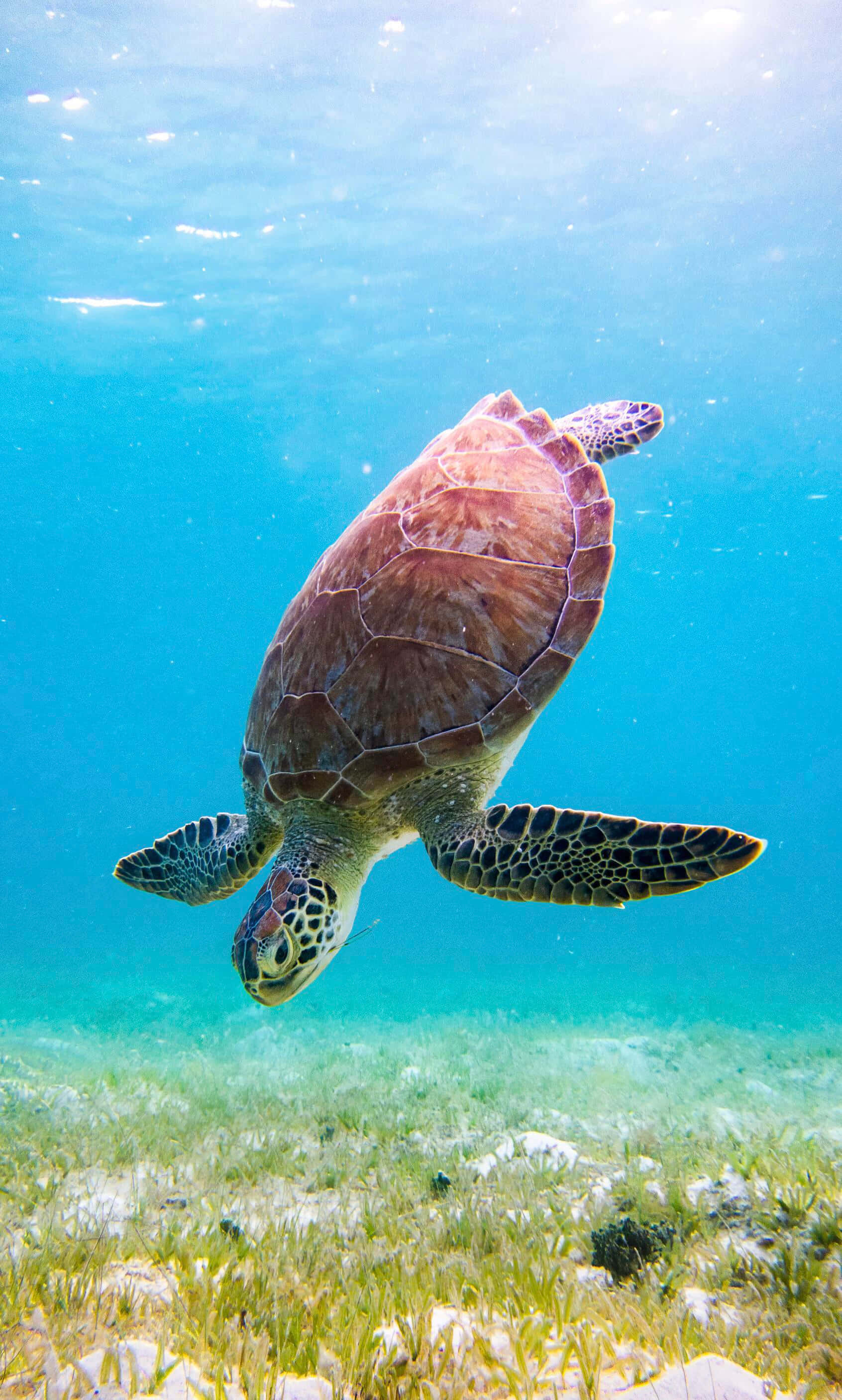 Green Sea Turtle, turquoise water, seagrass bed, 2K Phone Wallpaper