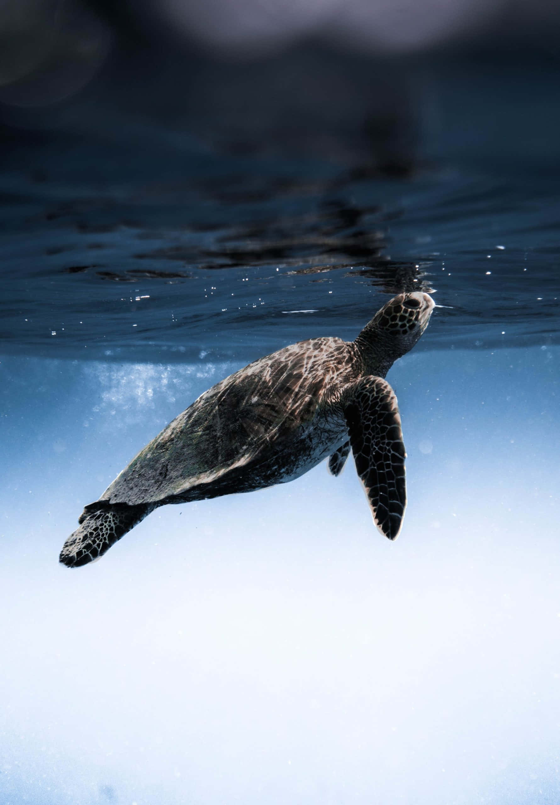 Green Sea Turtle, underwater, sunlit surface, 2K Phone Wallpaper