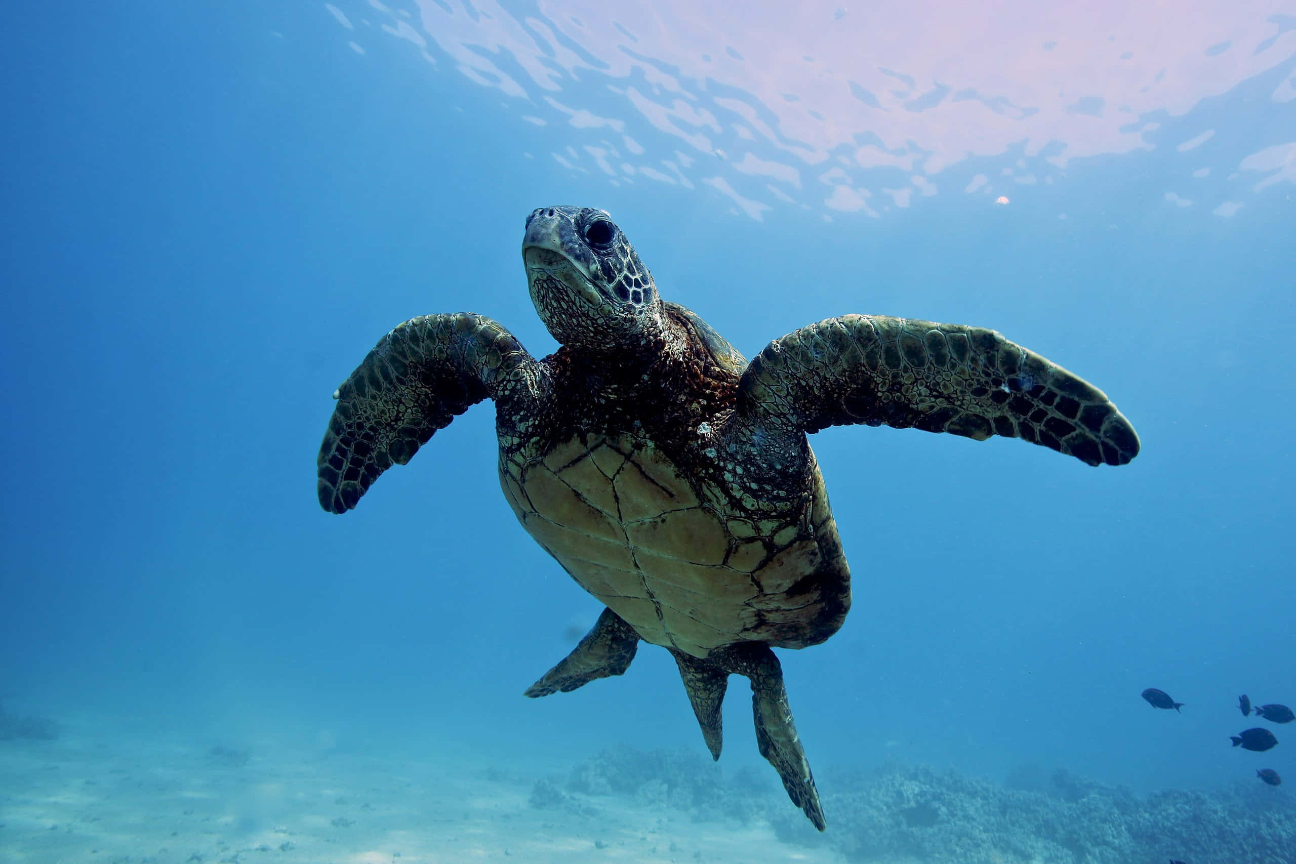 Green Sea Turtle, clear blue tropical waters, sandy ocean floor, 2K Desktop Wallpaper