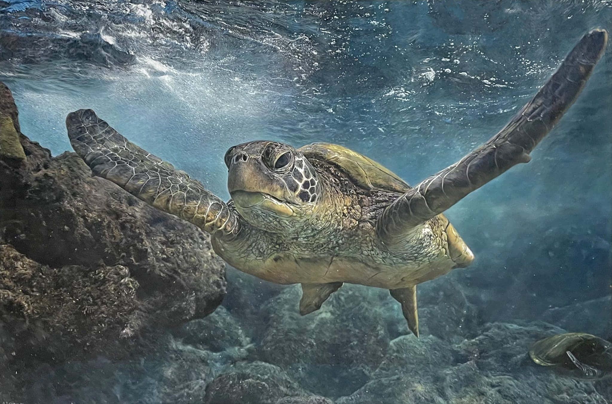 Green Sea Turtle, sunlit turquoise waters, dark volcanic rocks, Full HD Desktop Wallpaper