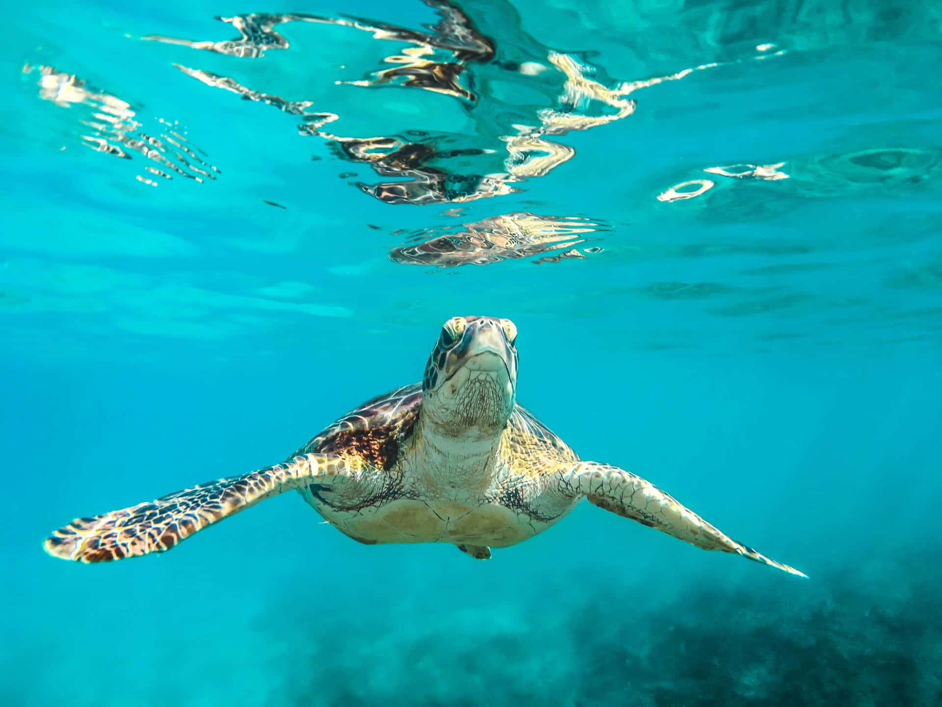 Green Sea Turtle, underwater, sunlight, Full HD Desktop Wallpaper