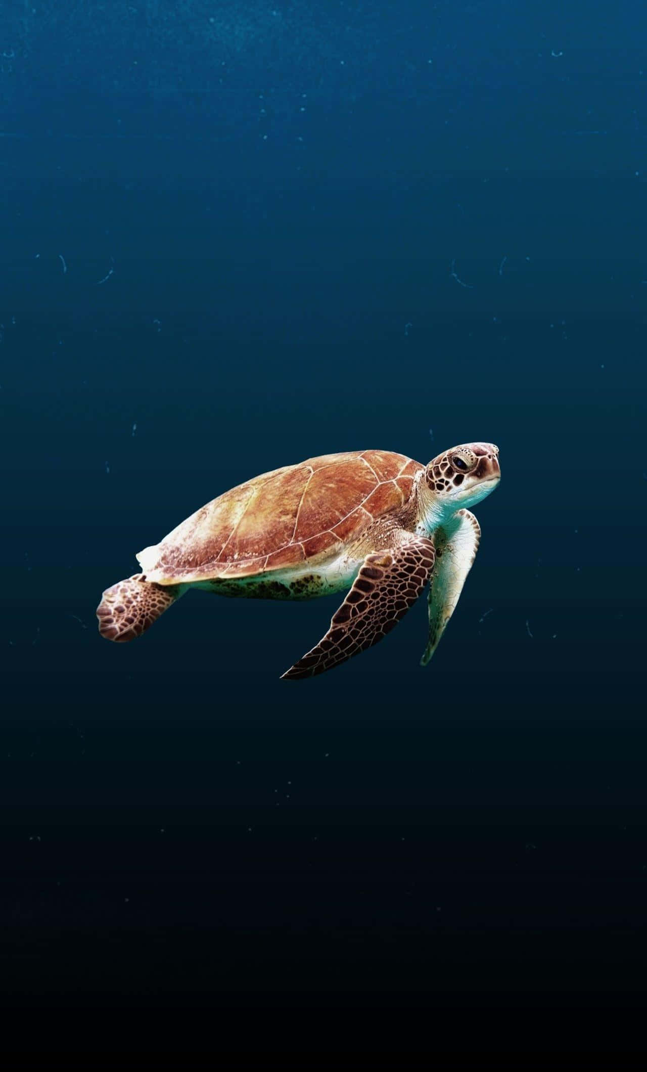 Green Sea Turtle, deep blue ocean water, sunlight filtering from above, Full HD Phone Wallpaper