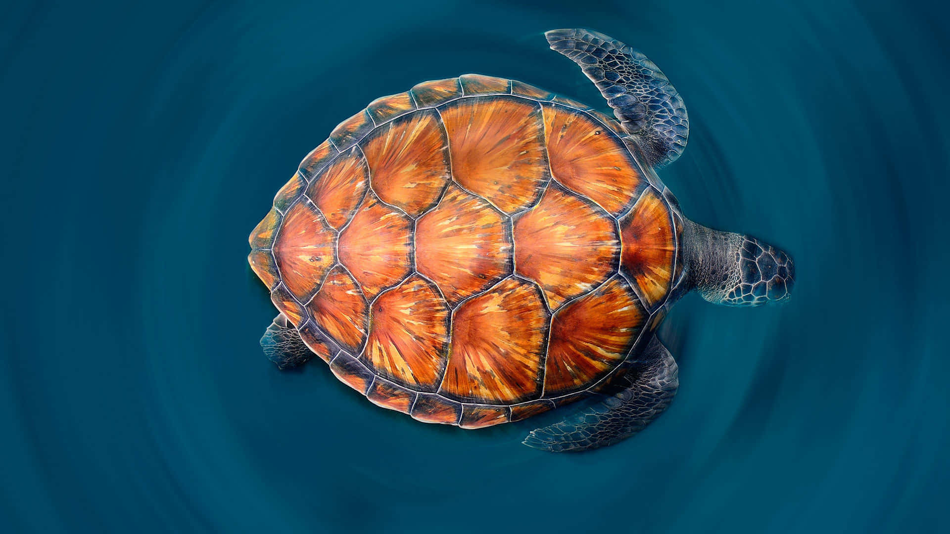 Green Sea Turtle, orange patterned shell, swirling deep blue water, Full HD Desktop Wallpaper