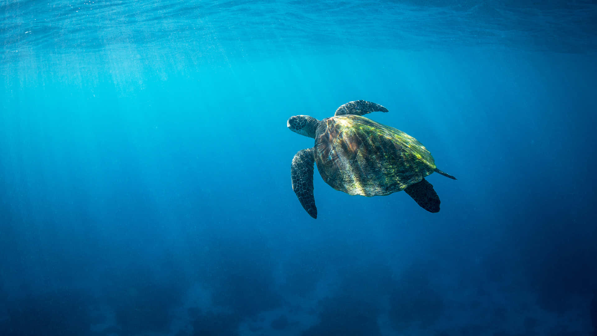 Green Sea Turtle, turquoise waters, sunlight filtering, Full HD Desktop Wallpaper