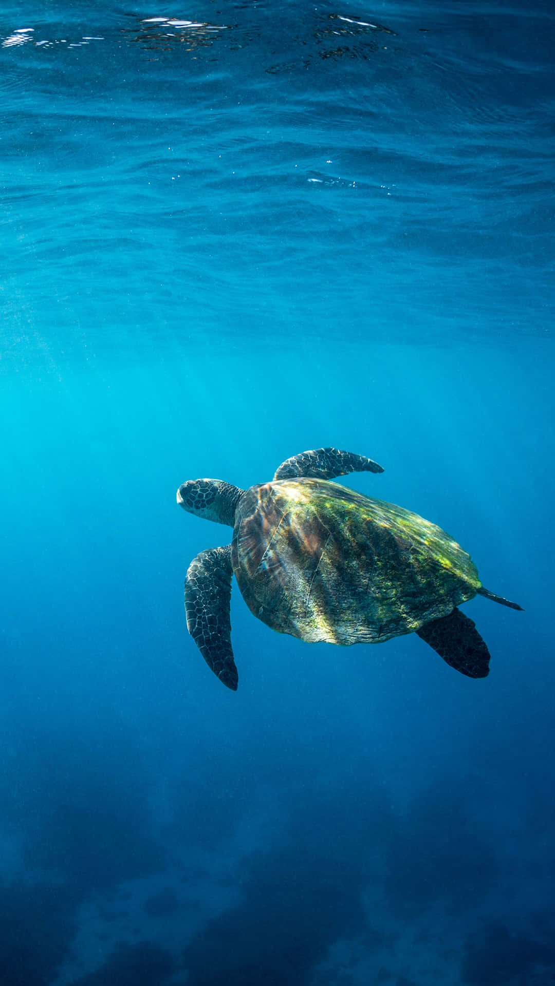 Green Sea Turtle, turquoise waters, sunlit ocean surface, Full HD Phone Wallpaper