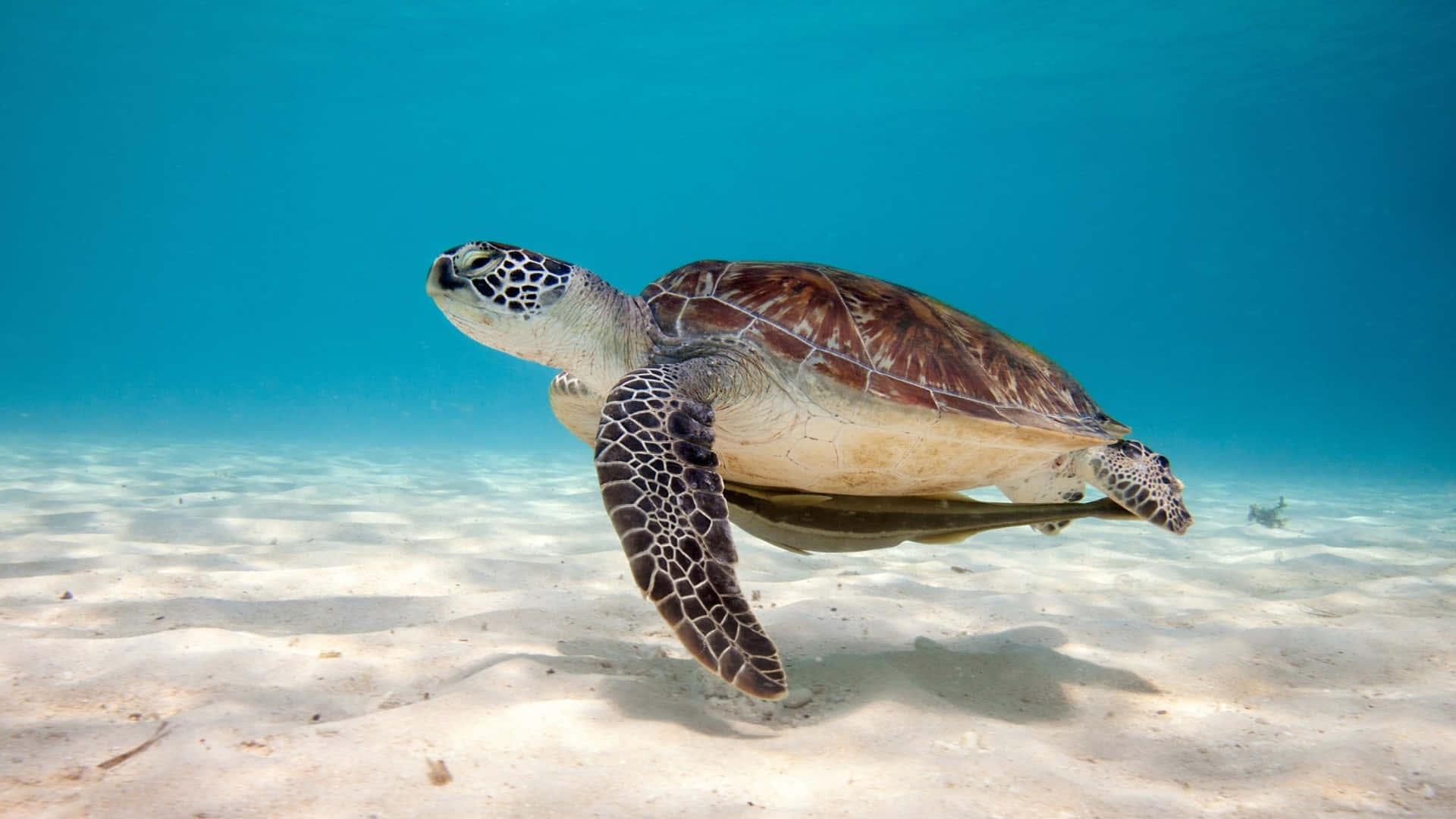 green sea turtle, sunlit sandy ocean floor, clear turquoise water, Full HD Desktop Wallpaper