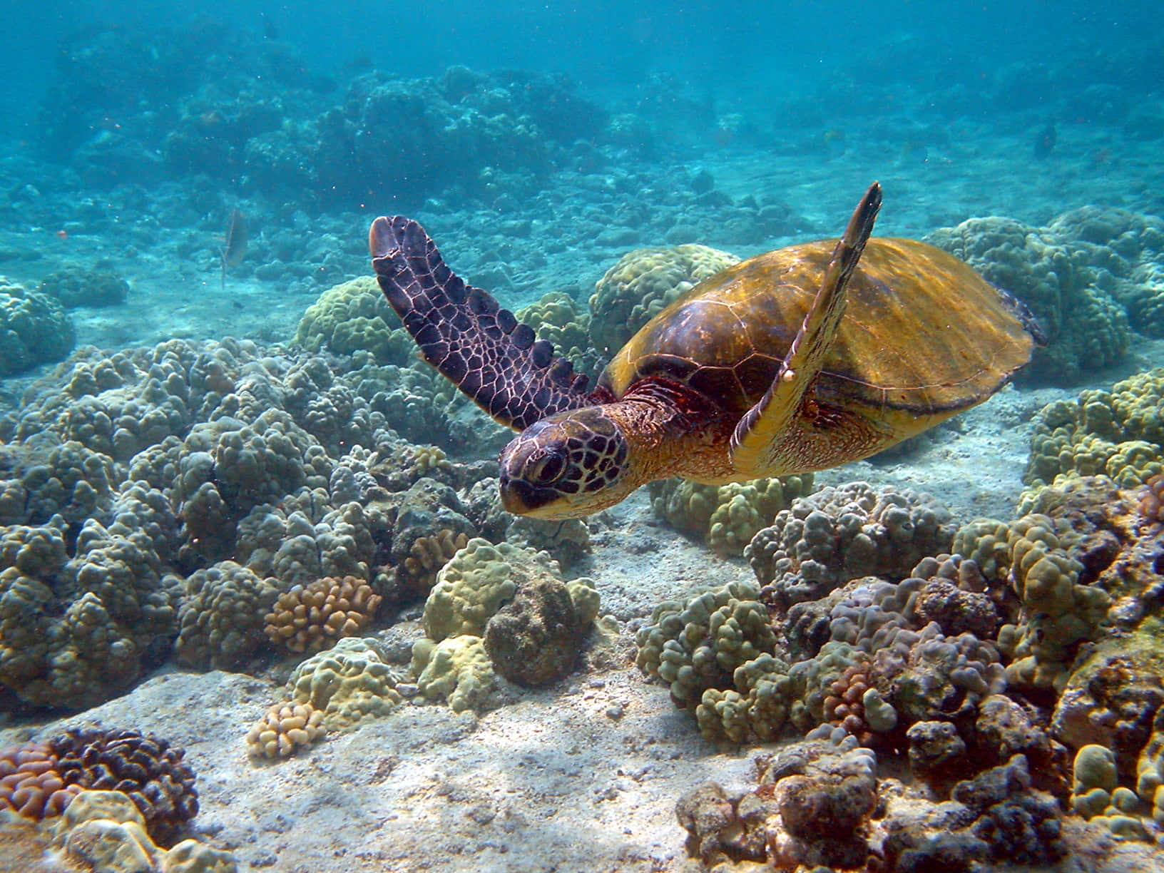 Green Sea Turtle, coral reef, turquoise waters, HD Desktop Wallpaper