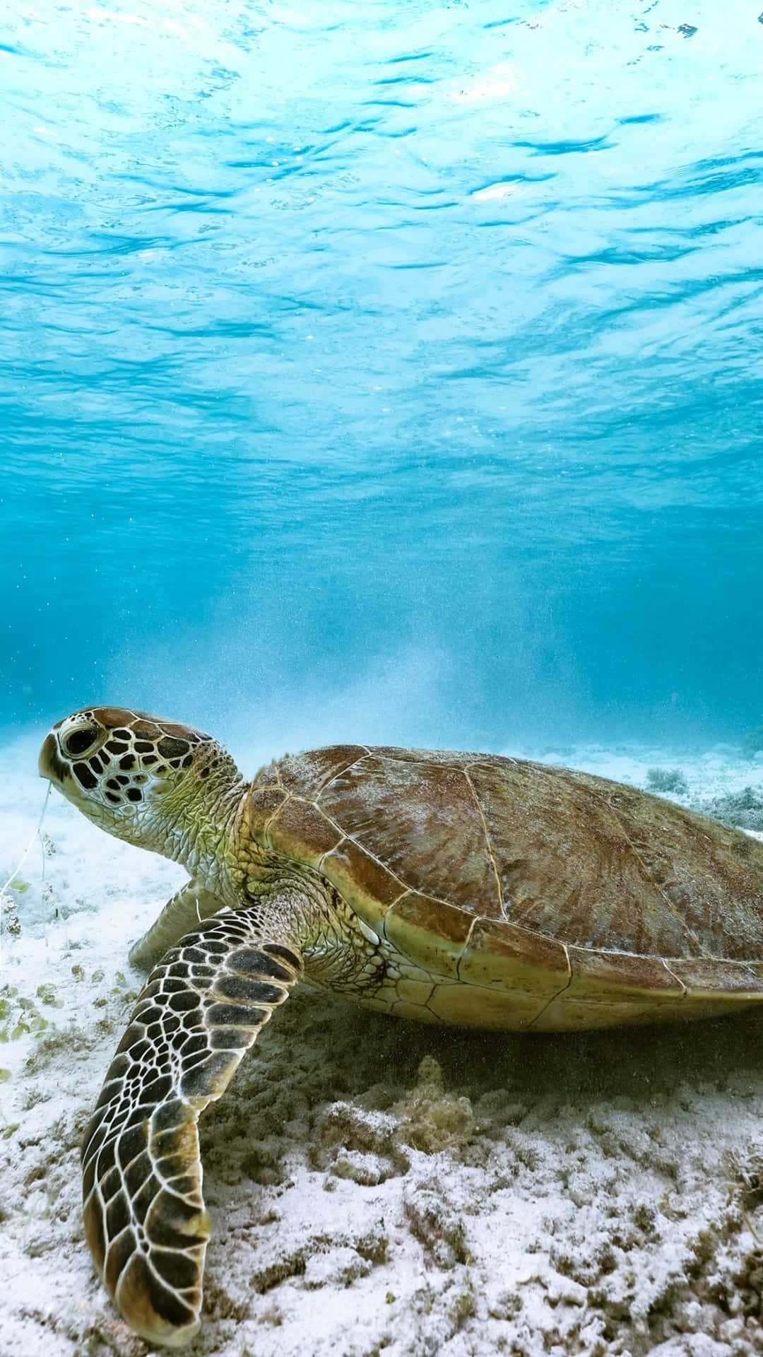 green sea turtle, sandy ocean floor, clear turquoise waters, Full HD Phone Wallpaper