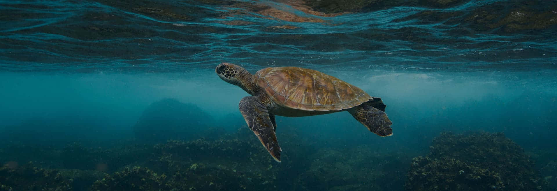 Green Sea Turtle, turquoise water, rocky reef, Full HD Desktop Wallpaper