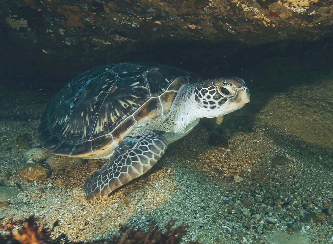 Green Sea Turtle, sandy ocean floor, rocky overhang, HD Desktop Wallpaper