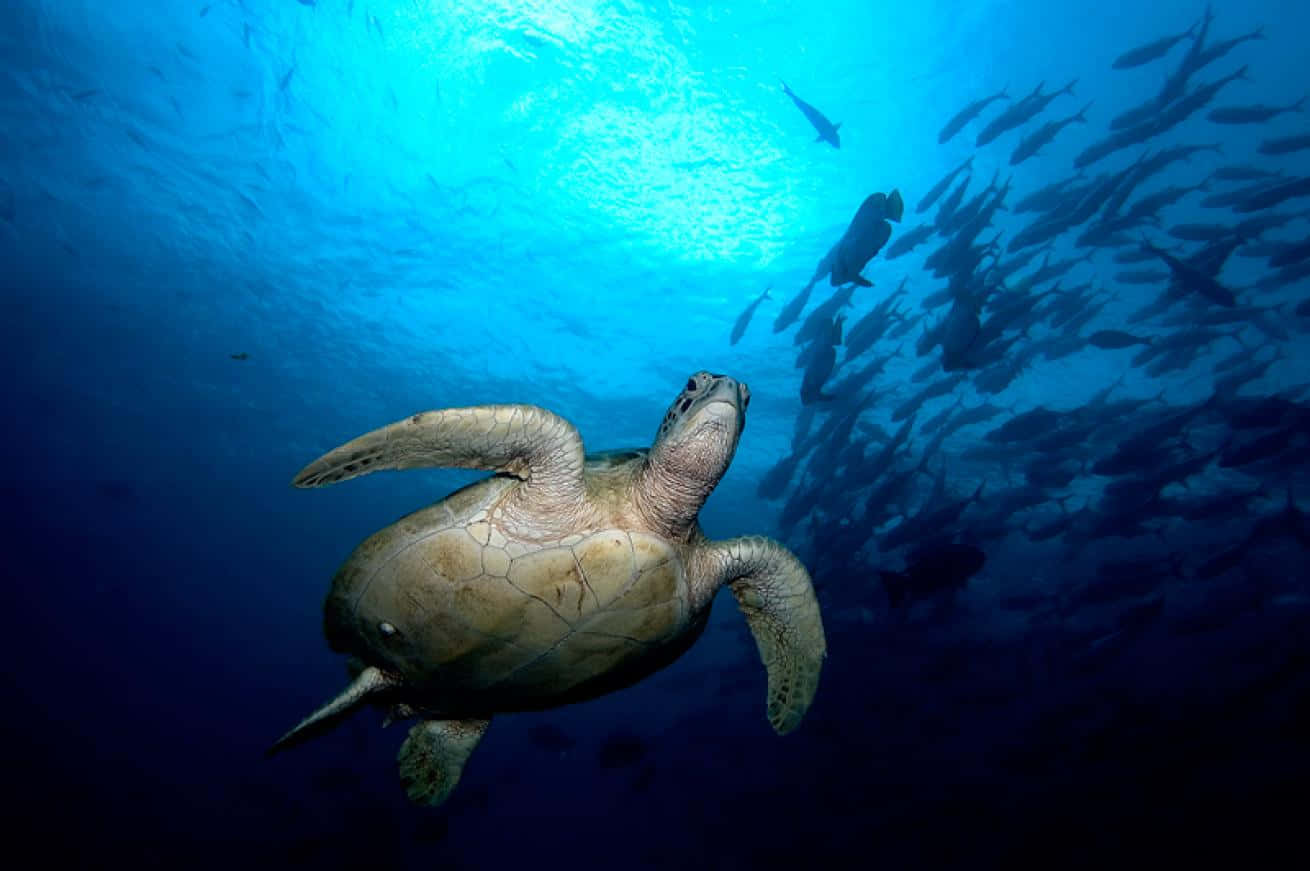 Green Sea Turtle, underwater, vibrant blue ocean water, HD Desktop Wallpaper