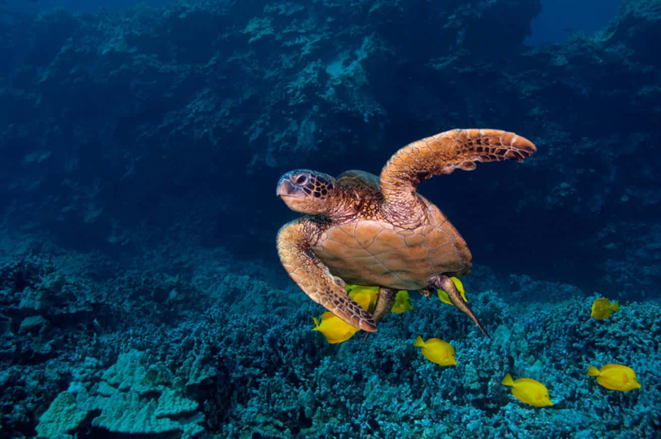 Green Sea Turtle, coral reef, vibrant blue ocean water, HD Desktop Wallpaper