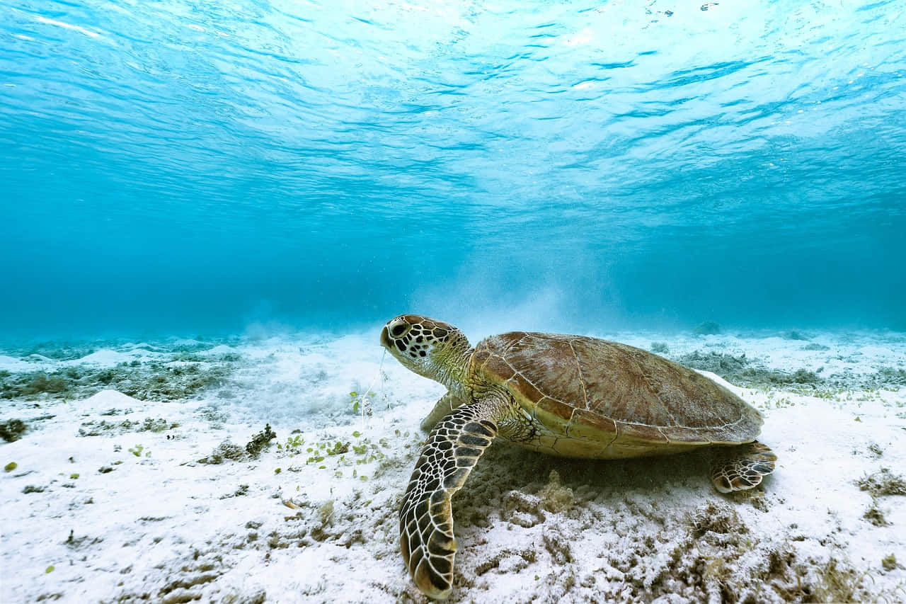 Green Sea Turtle, sandy ocean floor, crystal clear turquoise waters, HD Desktop Wallpaper