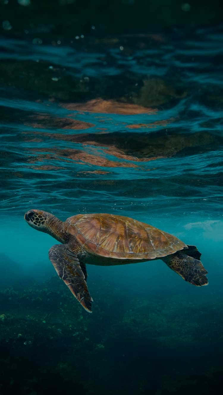 Green Sea Turtle, turquoise waters, sunlight filtering, HD Phone Wallpaper
