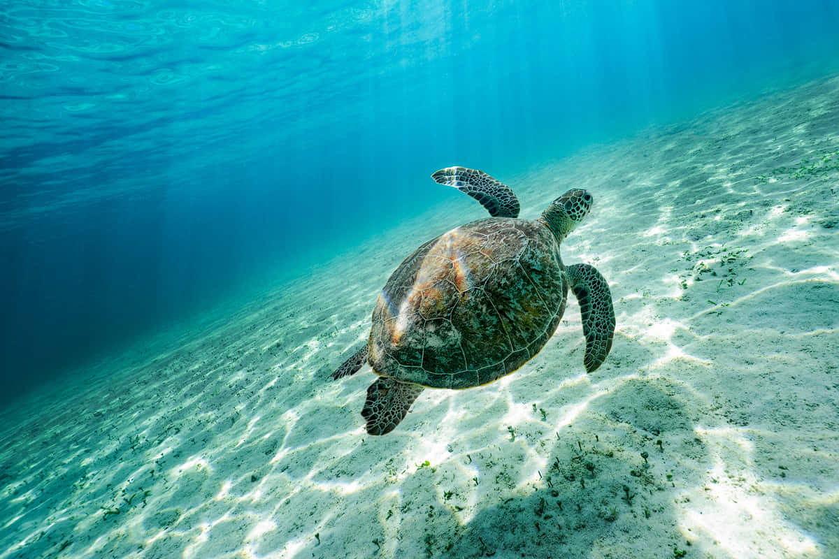 Green Sea Turtle, sandy ocean floor, crystal clear turquoise water, SD Desktop Wallpaper