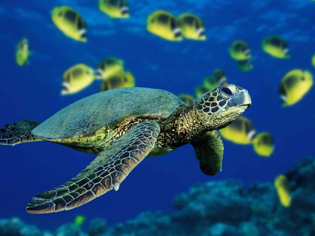 Green Sea Turtle, yellow butterflyfish, vibrant blue ocean water, SD Desktop Wallpaper