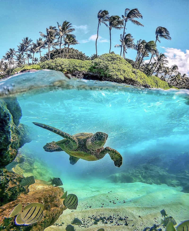 Green Sea Turtle, turquoise waters, tropical island, SD Phone Wallpaper