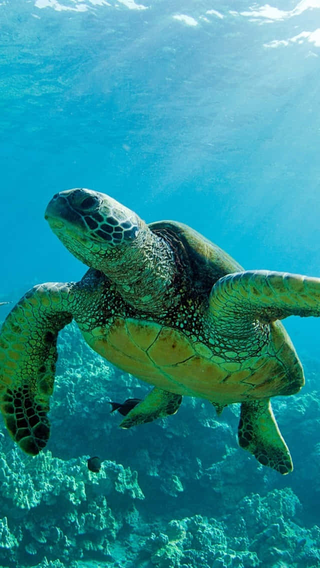 Green Sea Turtle, turquoise waters, coral reef, SD Phone Wallpaper
