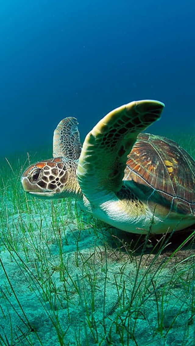 Green Sea Turtle, underwater sanctuary, seagrass, SD Phone Wallpaper