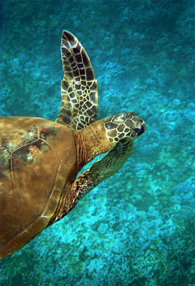 Green Sea Turtle, turquoise waters, sunlit coral reef, SD Phone Wallpaper