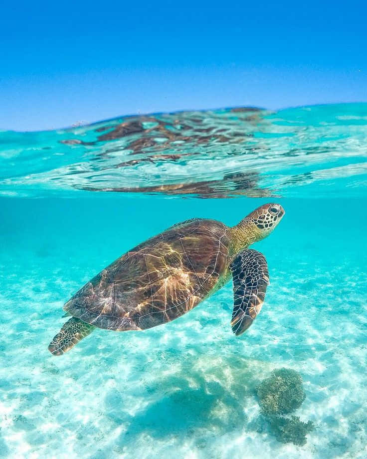 Green Sea Turtle, crystal clear turquoise waters, vibrant blue sky, SD Phone Wallpaper