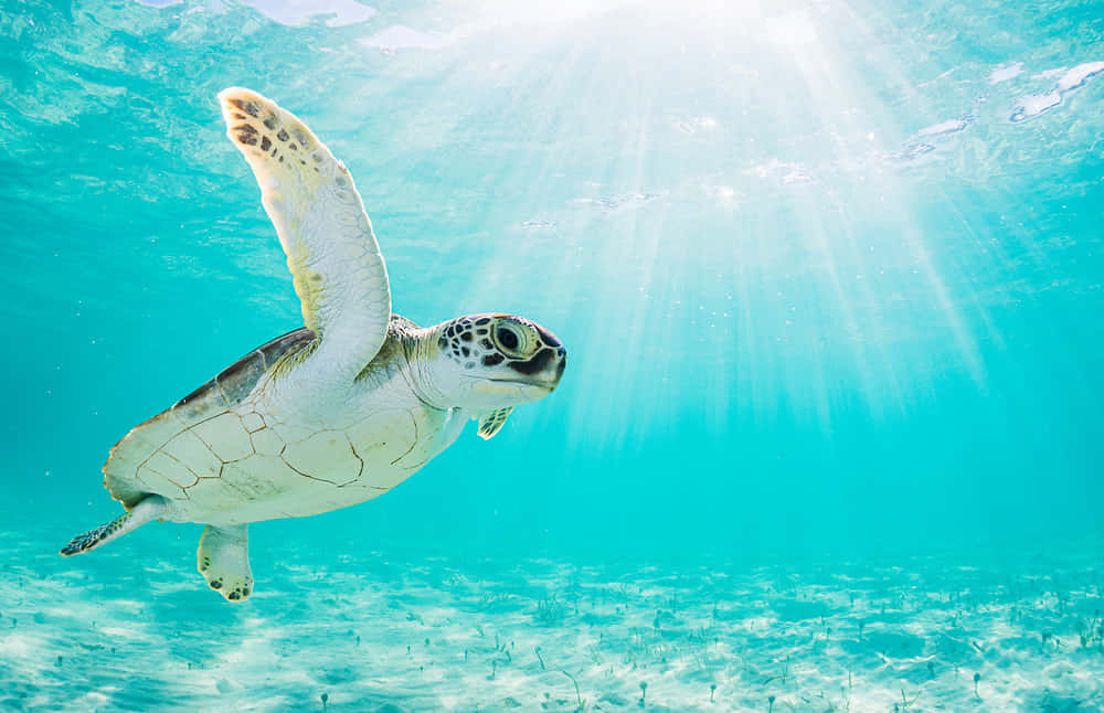 Green Sea Turtle, sunlit ocean, crystal clear turquoise water, SD Desktop Wallpaper