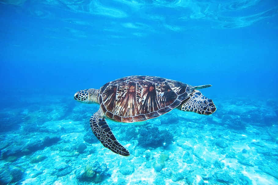 Green Sea Turtle, turquoise waters, sunlit coral reef, SD Desktop Wallpaper