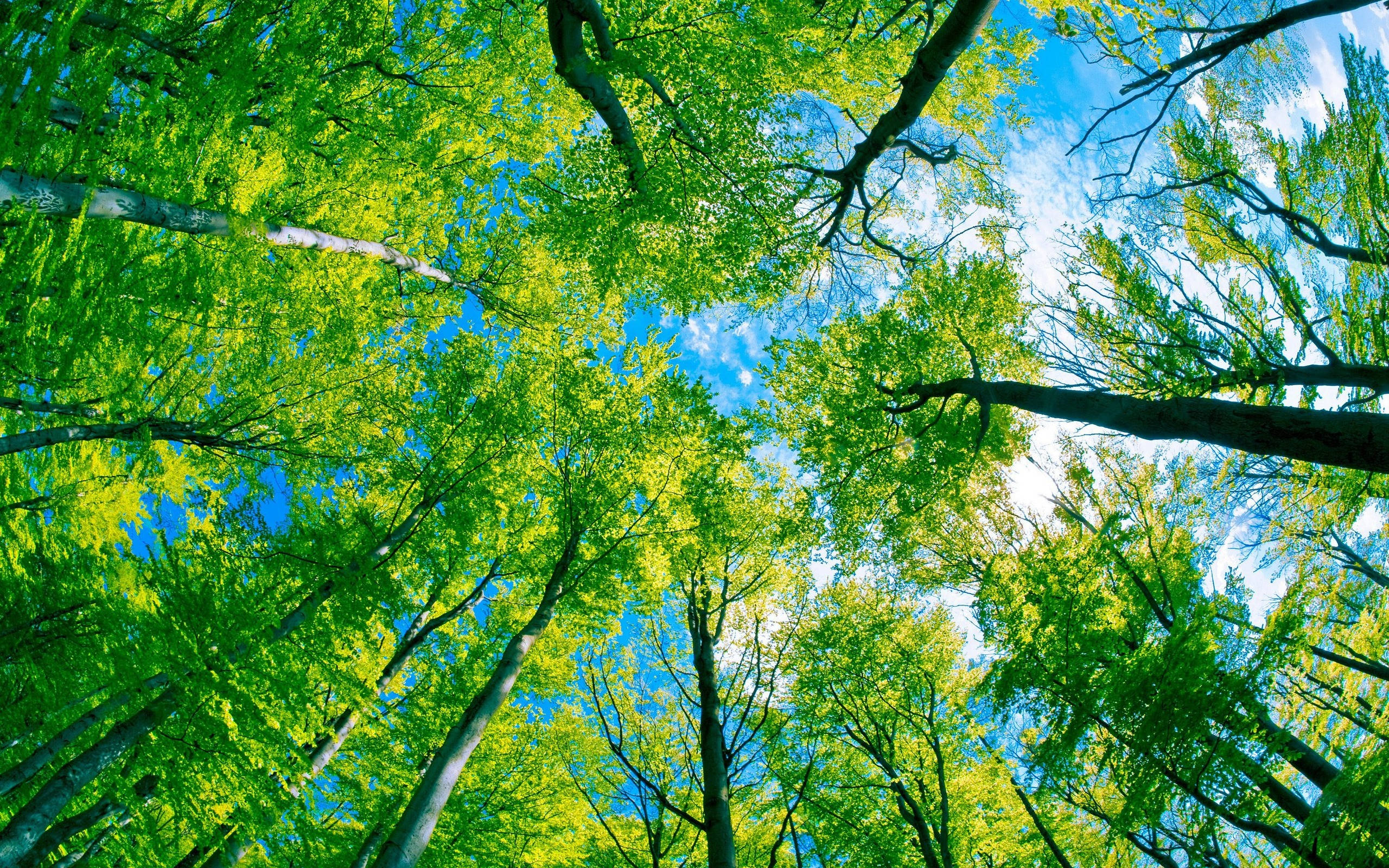 Green Sky, dense forest, vibrant green forest canopy, 2K Desktop Wallpaper