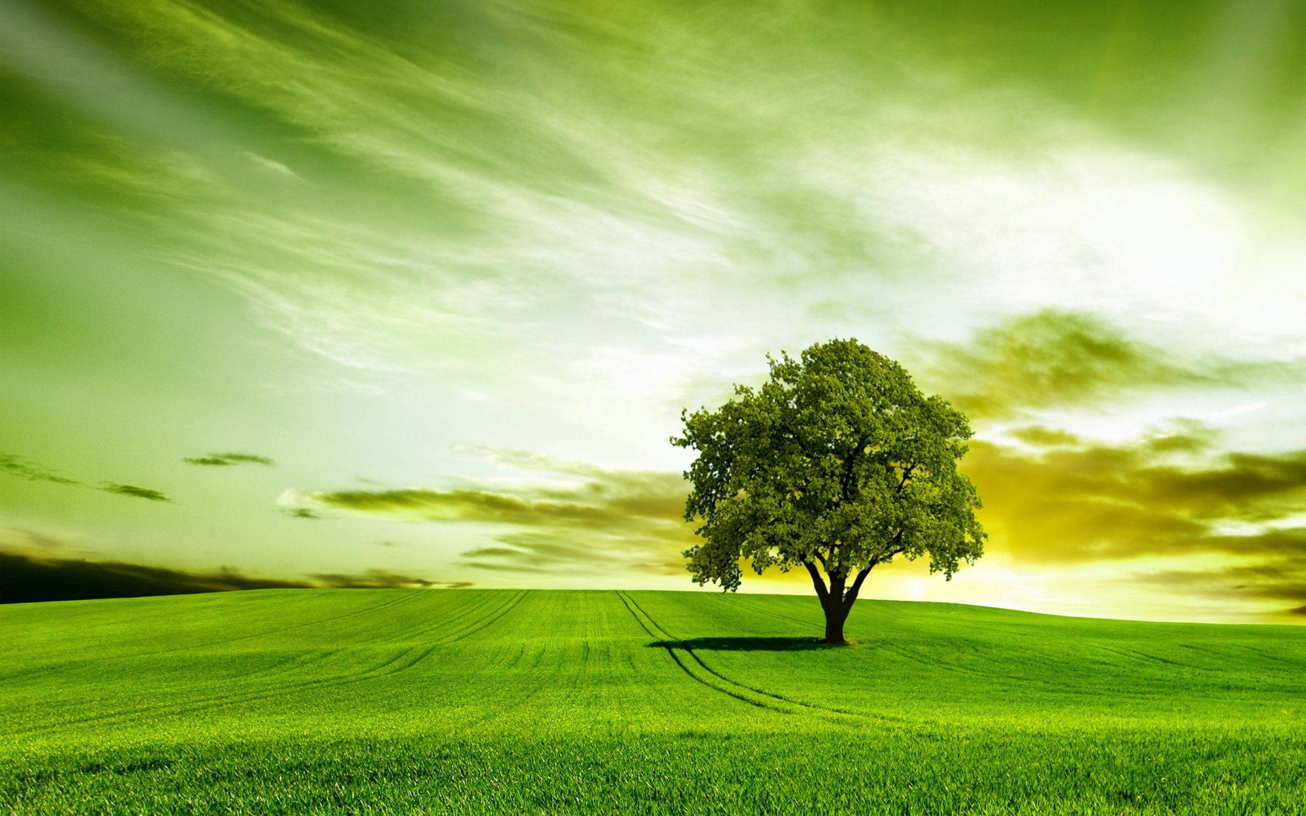 Green Sky, vibrant green field, dramatic green and yellow sky, 2K Desktop Wallpaper